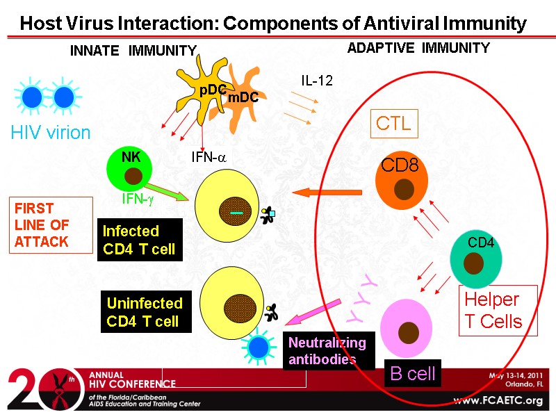 HIV virion Y Y Y Helper T Cells Host Virus Interaction: Components of Antiviral